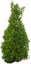 agaclar (10)